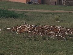 Vanellus resplendens