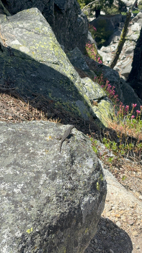 iNaturalist observation photo of Western Fence Lizard