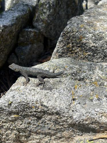 iNaturalist observation photo of Western Fence Lizard