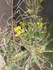 Sisymbrium irio