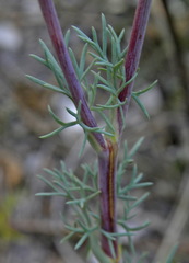 Seseli dichotomum