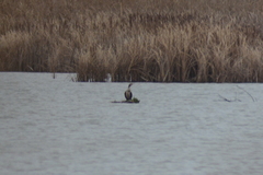 Phalacrocorax carbo