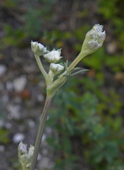 Seseli dichotomum