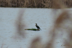 Phalacrocorax carbo