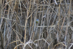 Cyanistes caeruleus