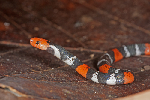 Photo of a Regal Coral Snake (Micrurus ancoralis)