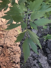 Levisticum officinale