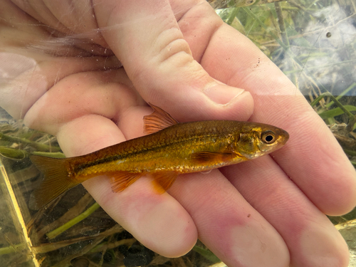 Brassy minnow (Hybognathus hankinsoni) — Cyprinidae — 2