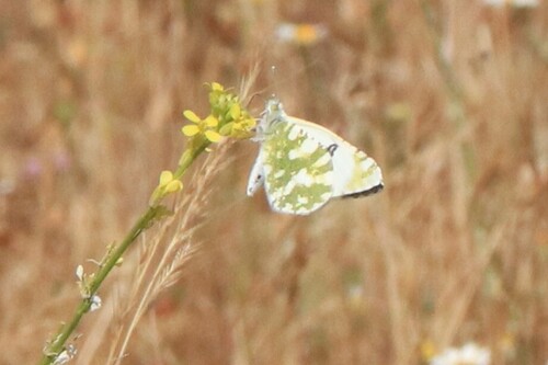 Western Dappled White