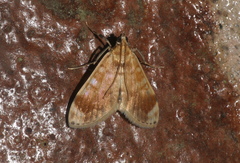 Leucochromodes