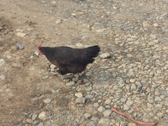 Gallus gallus domesticus