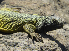 Phymaturus maulense
