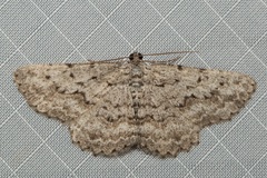 Psilosticha absorpta