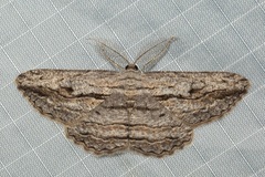 Scioglyptis loxographa