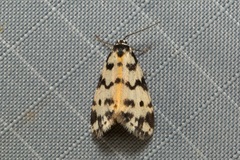 Thallarcha jocularis