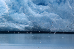 Rissa tridactyla tridactyla