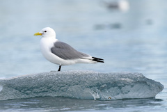 Rissa tridactyla tridactyla