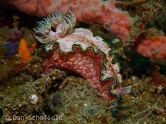 Glossodoris
