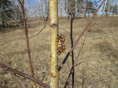 Endromis versicolora