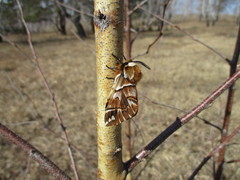Endromis versicolora