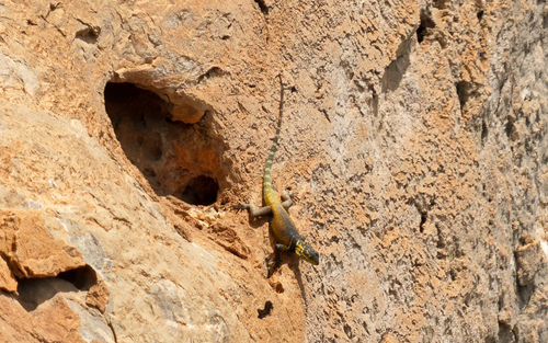 Noble Spiny Lizard