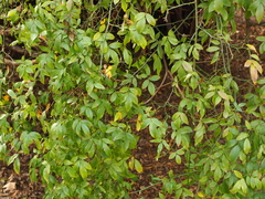 Rosa banksiae normalis