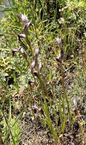 Serapias strictiflora, photograph 2