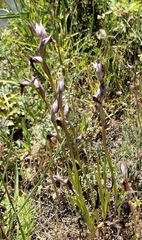 Serapias strictiflora, photograph (c) ahabo, some rights reserved (CC BY)