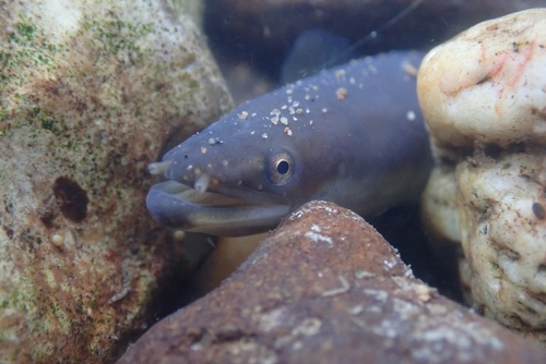 European Eel