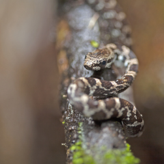 Mastigodryas pulchriceps