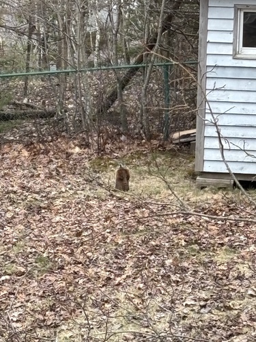 Groundhog