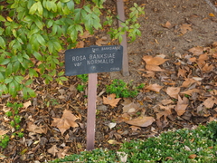 Rosa banksiae normalis