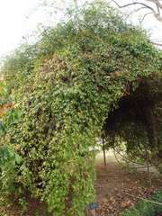 Rosa banksiae normalis