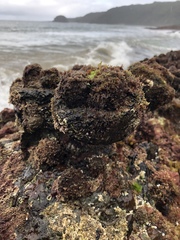 Styelidae