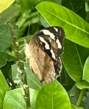 Blue-spot Pansy