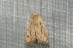 Bathytricha monticola