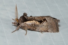 Gallaba eugraphes