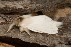 Trichiocercus sparshalli