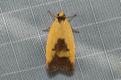 Ageletha hemiteles
