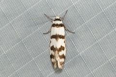 Philobota impletella