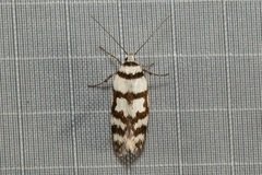 Philobota impletella