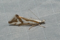 Orthiastis hyperocha