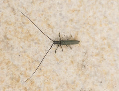 Calamobius filum