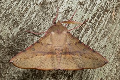 Oenochroma barcodificata