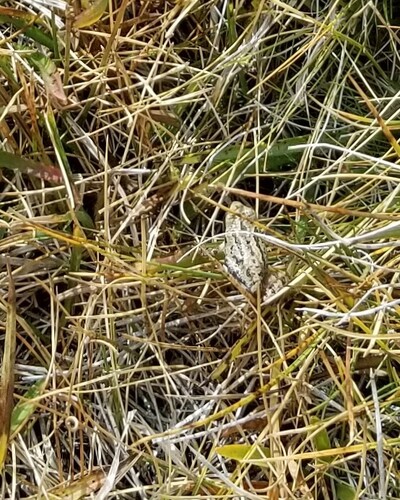 iNaturalist observation photo of Pacific chorus frog