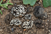 Genea sp. 'UT01' - Photo (c) heatherdawson, some rights reserved (CC BY-NC), uploaded by heatherdawson
