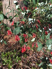 Lonicera sempervirens sempervirens