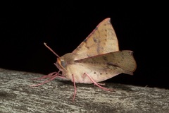 Oenochroma barcodificata