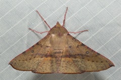 Oenochroma barcodificata