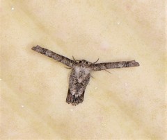 Phazaca interrupta